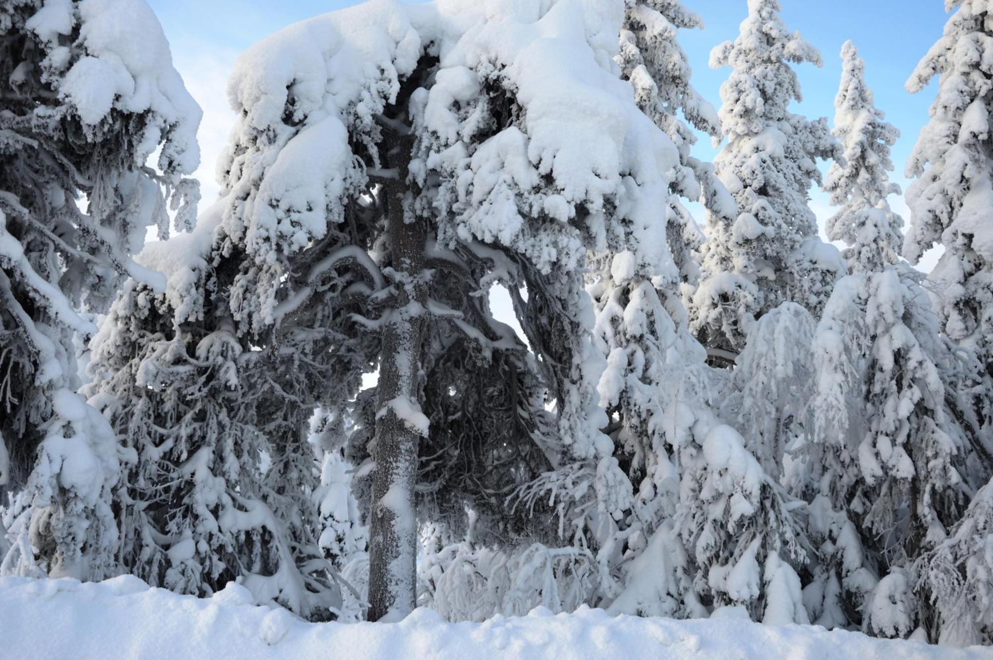 16 - Fulufjellets Nasjonalparker - Natur-, Dyre- Og Fugleopplevelser Ljørdal 外观 照片