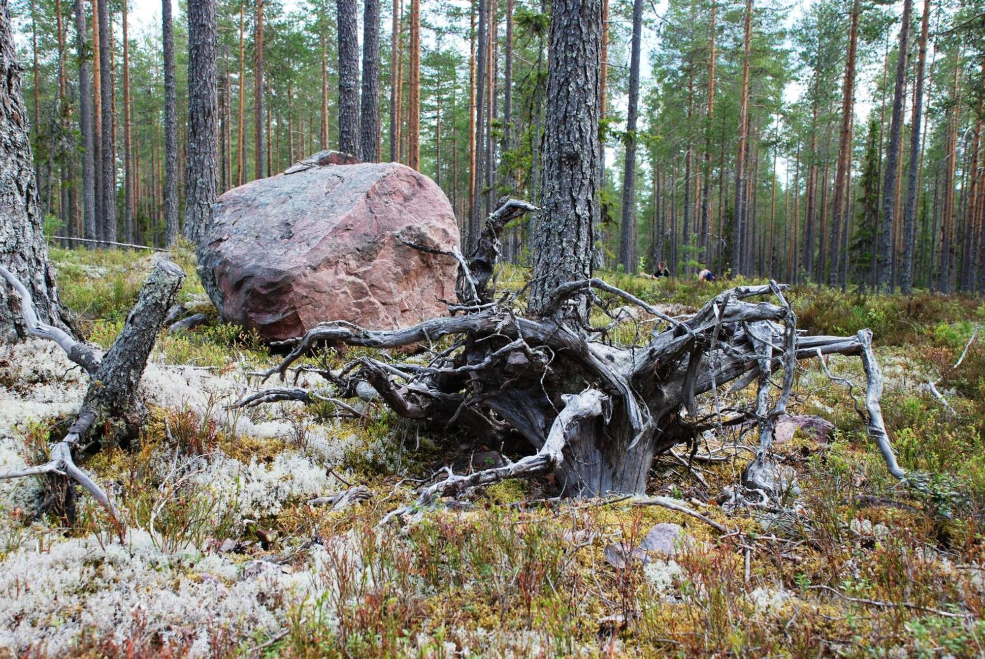 16 - Fulufjellets Nasjonalparker - Natur-, Dyre- Og Fugleopplevelser Ljørdal 外观 照片