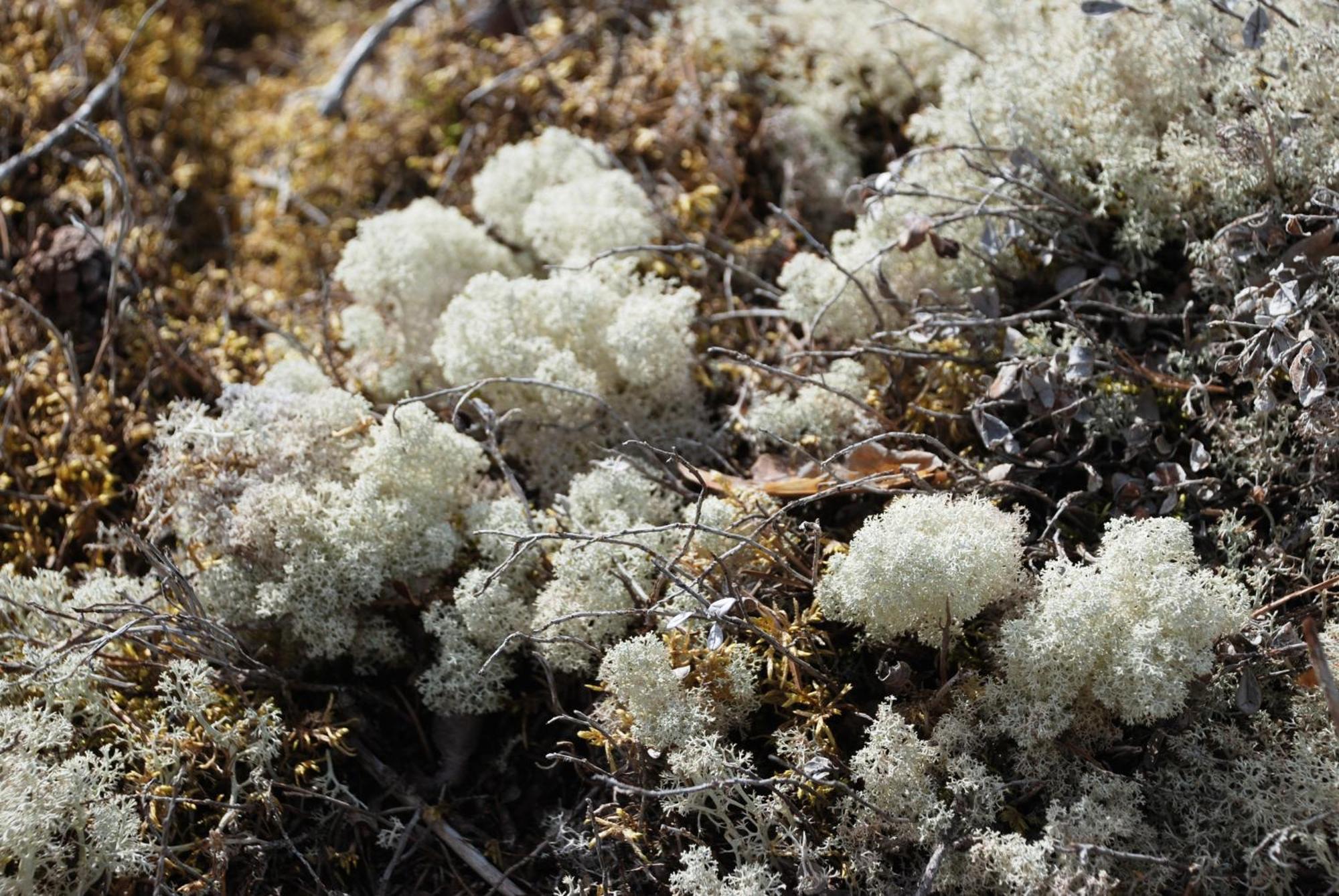 16 - Fulufjellets Nasjonalparker - Natur-, Dyre- Og Fugleopplevelser Ljørdal 外观 照片