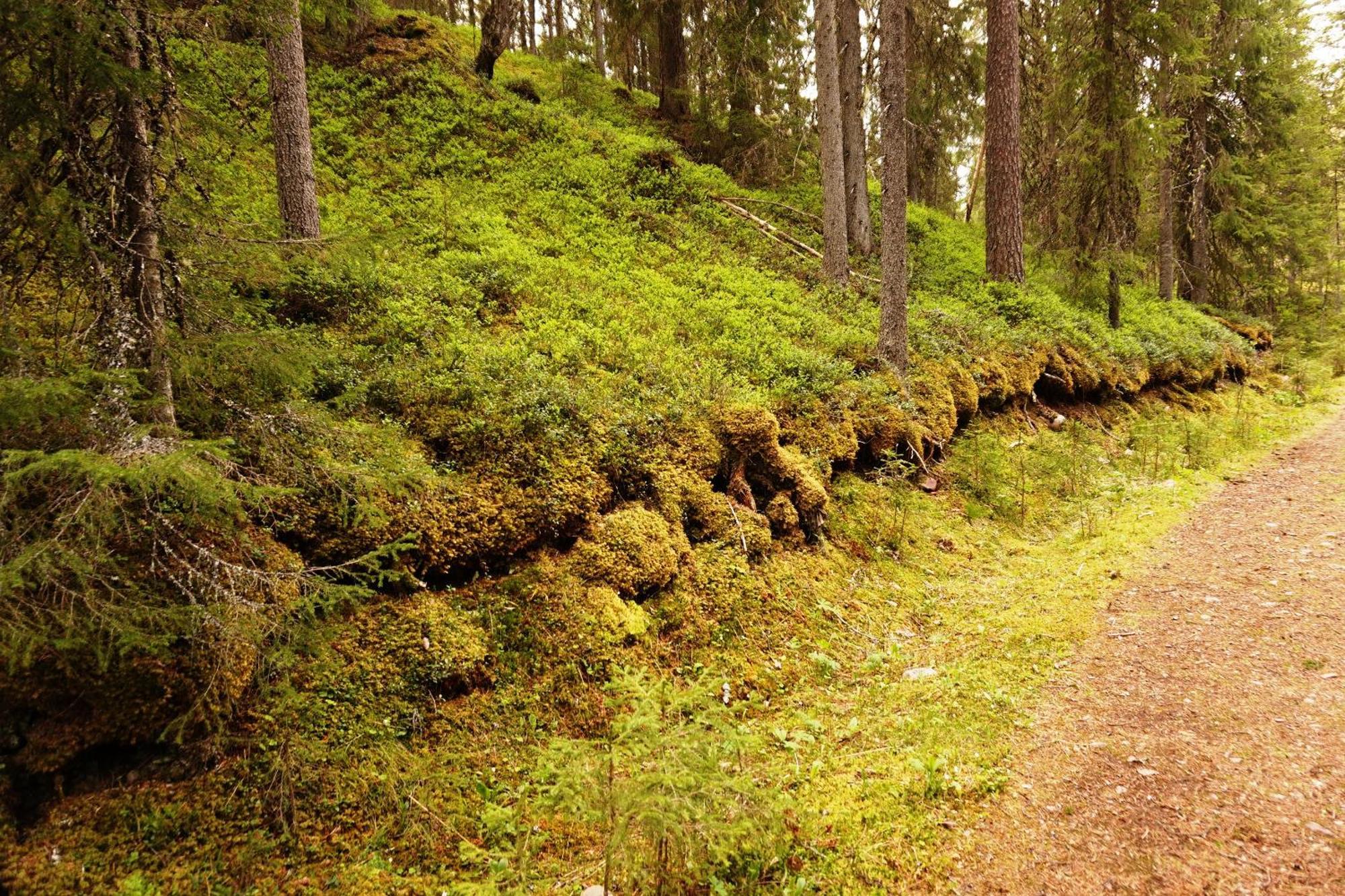 16 - Fulufjellets Nasjonalparker - Natur-, Dyre- Og Fugleopplevelser Ljørdal 外观 照片