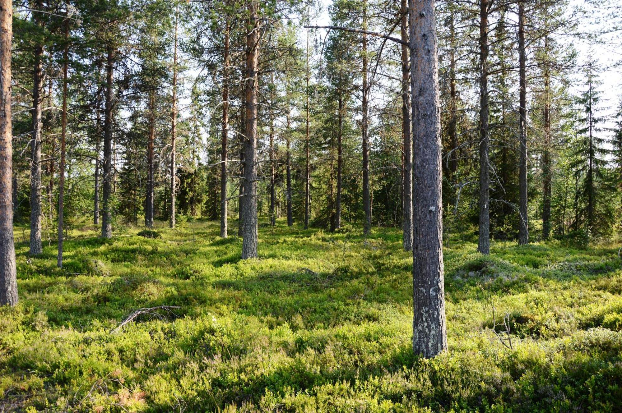 16 - Fulufjellets Nasjonalparker - Natur-, Dyre- Og Fugleopplevelser Ljørdal 外观 照片